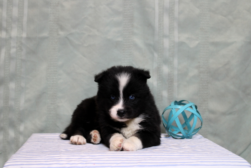 puppy, for, sale, Pomsky, Matthew B. Stoltzfus, dog, breeder, Gap, PA, dog-breeder, puppy-for-sale, forsale, nearby, find, puppyfind, locator, puppylocator, aca